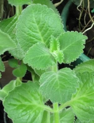 Ajwain leaf benefits